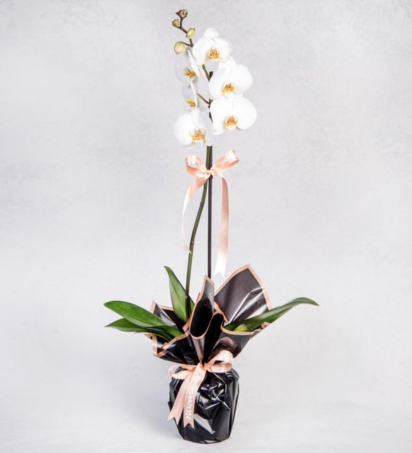 Beyaz tek dal orkide