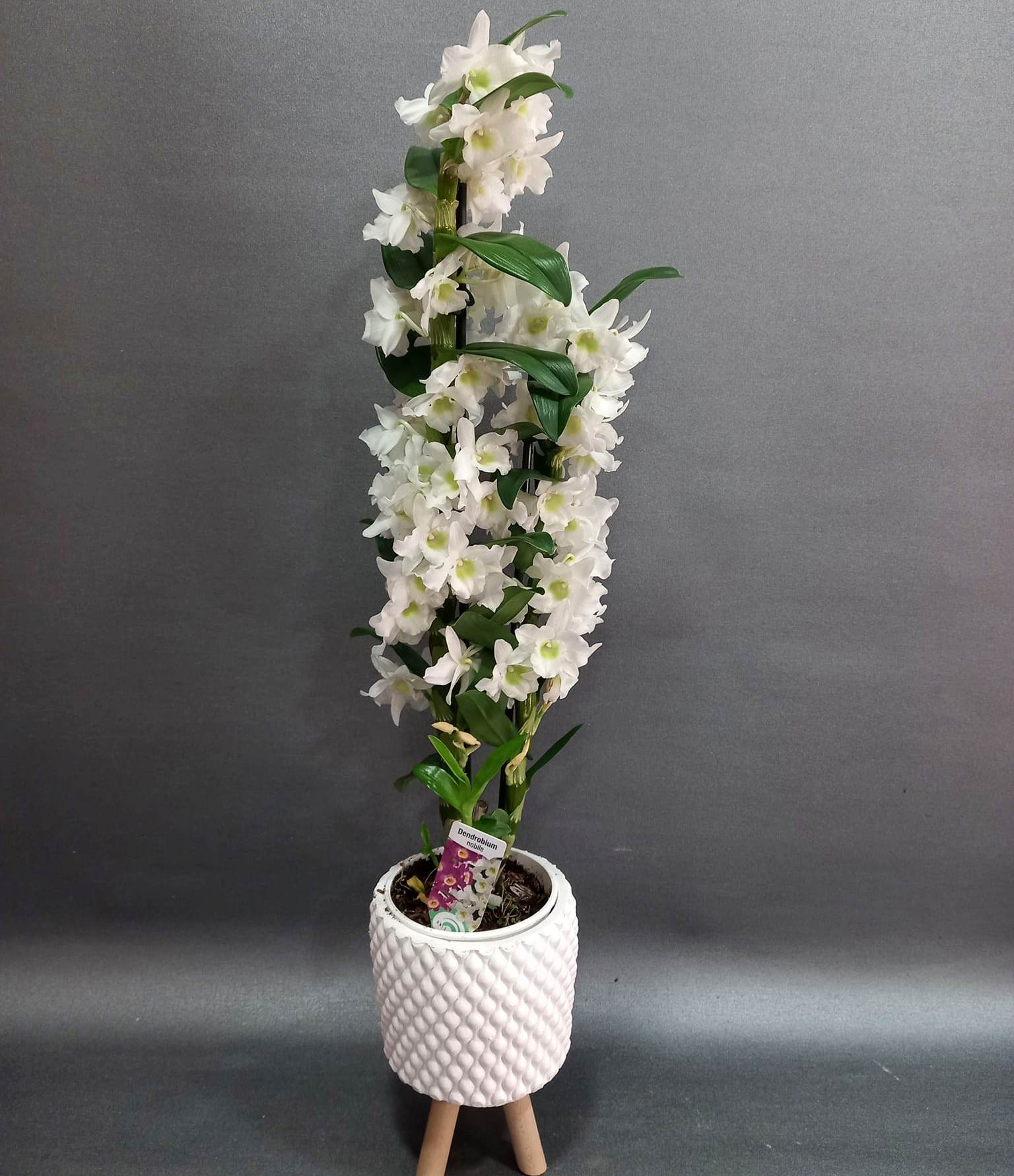 Kokulu orkide
